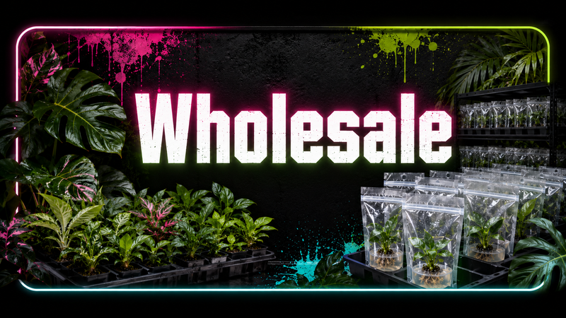 Wholesale