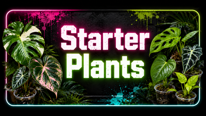 Starter Plants