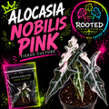 ALOCASIA NOBILIS PINK TISSUE CULTURE