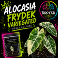 RARE VARIEGATED ALOCASIA FRYDEK. GREEN, CREAM AND WHITE VARIEGATION. ALBO. TISSUE CULTURE PLANT IN BAG WITH AGAR. ROOTED KINGDOM. PLANTS WITH PURPOSE.