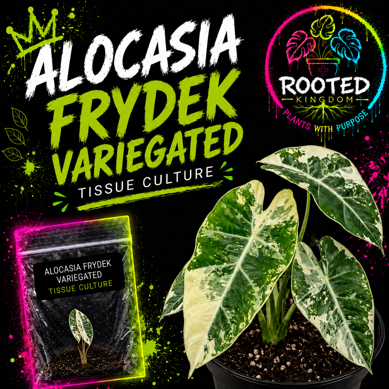 RARE VARIEGATED ALOCASIA FRYDEK. GREEN, CREAM AND WHITE VARIEGATION. ALBO. TISSUE CULTURE PLANT IN BAG WITH AGAR. ROOTED KINGDOM. PLANTS WITH PURPOSE.