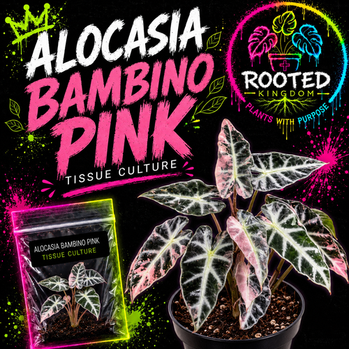 Promotional graphic for Alocasia Bambino Pink tissue culture plant, showing a potted leafy plant with pink and white variegated leaves, a clear bag with plant in bag with agar, and bold text on a black background with neon paint splatter. Visible brands include Rooted Kingdom and Alocasia Bambino Pink. PLANTS WITH PURPOSE.