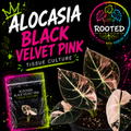 Promotional graphic for Alocasia Black Velvet Pink tissue culture plants, showing several PINK variegated leaves, a small labeled packet plant in bag with agar, and the Rooted Kingdom logo on a black splatter-style background. Rooted Kingdom. Plants with Purpose.