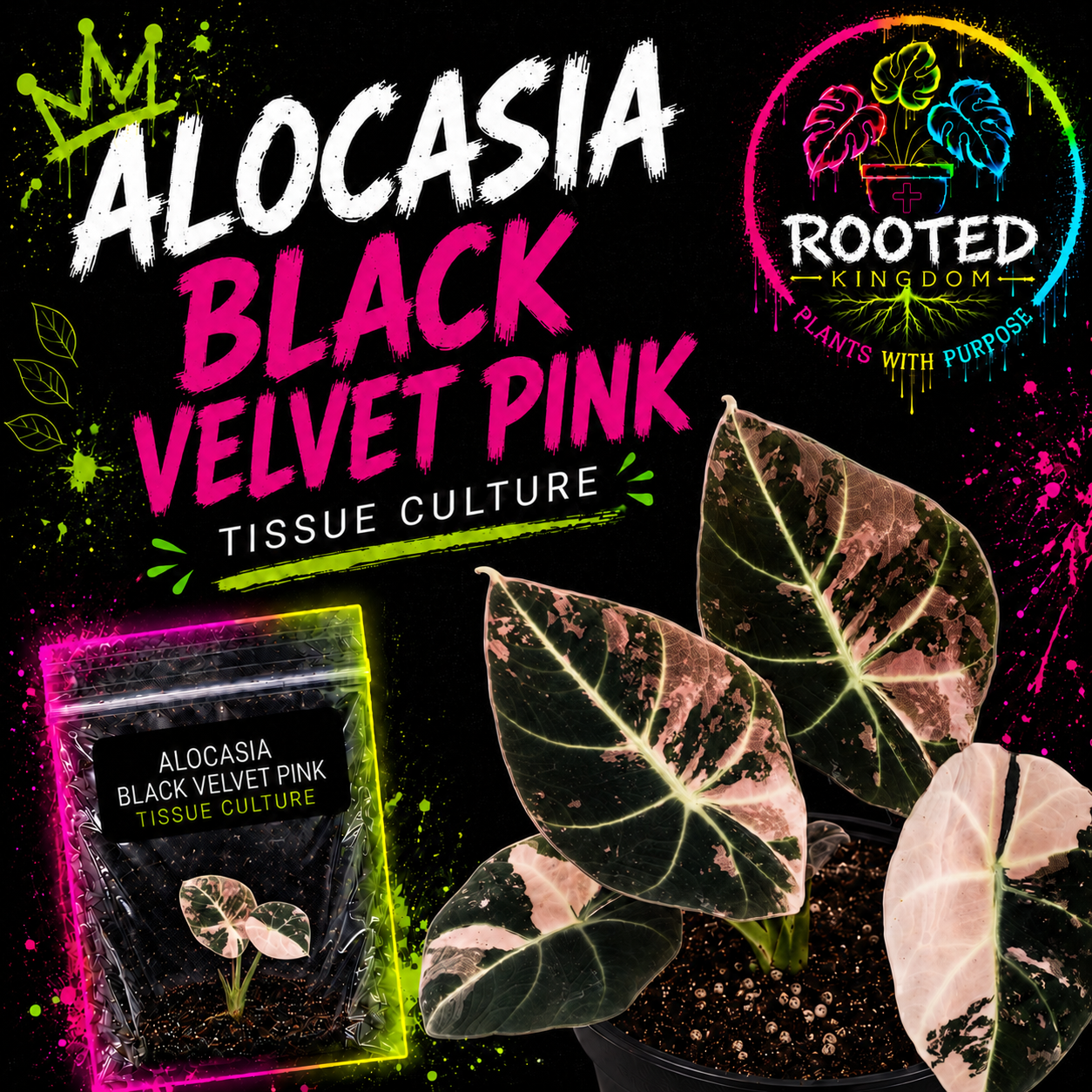 Promotional graphic for Alocasia Black Velvet Pink tissue culture plants, showing several PINK variegated leaves, a small labeled packet plant in bag with agar, and the Rooted Kingdom logo on a black splatter-style background. Rooted Kingdom. Plants with Purpose.