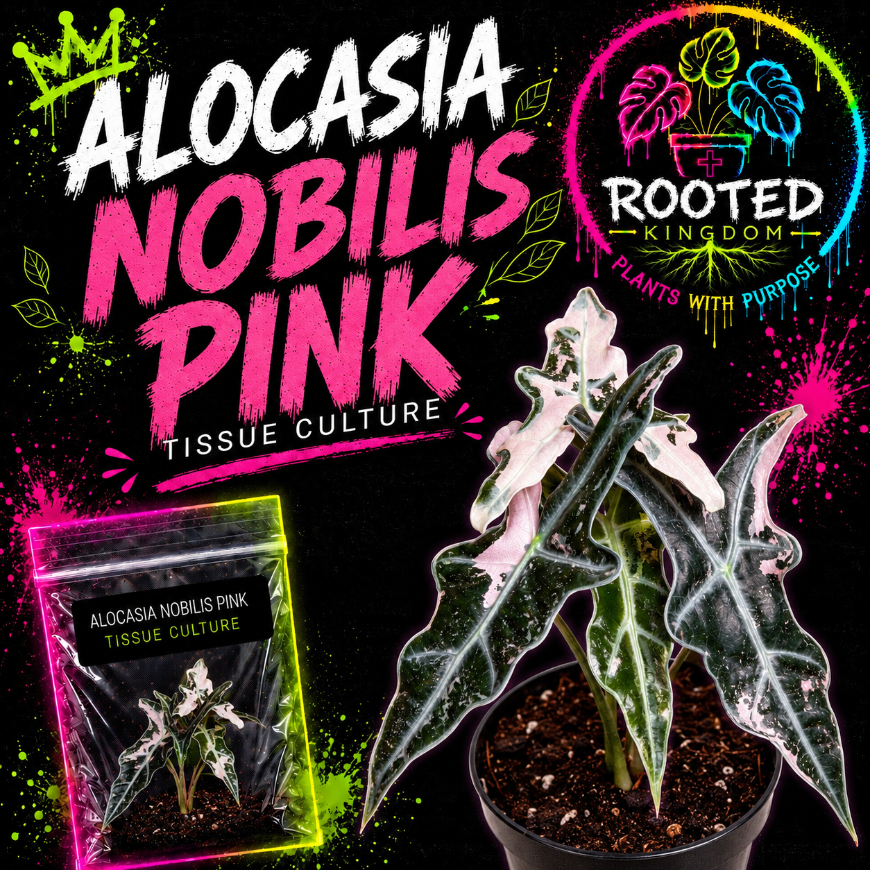 Promotional graphic for Alocasia Nobilis Pink tissue culture plants, showing a potted plant with pink and white variegated leaves, a clear plastic bag of the tissue culture plant in bag with agar product, and the Rooted Kingdom logo on a black background with neon paint splatter. Plants with Purpose.
