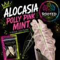 Promotional graphic for Alocasia Polly Pink Mint tissue culture, showing a large pink-and-minty leaf, a small potted plant, a sealed tissue culture plant in bag with agar product pouch, and bold text on a black background. Visible brand: Rooted Kingdom. Plants with Purpose.