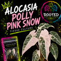 ALOCASIA POLLY PINK SNOW TISSUE CULTURE PLANT. PINK VARIEGATED ALOCASIA. PLANT IN BAG WITH AGAR. ROOTED KINGDOM. PLANTS WITH PURPOSE.