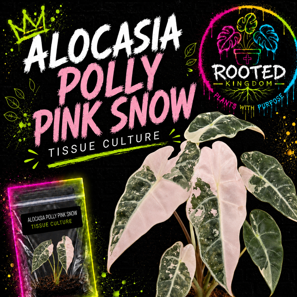 ALOCASIA POLLY PINK SNOW TISSUE CULTURE PLANT. PINK VARIEGATED ALOCASIA. PLANT IN BAG WITH AGAR. ROOTED KINGDOM. PLANTS WITH PURPOSE.