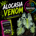 RARE ALOCASIA VENOM TISSUE CULTURE PLANT. BRIGHT GREEN VEINING WITH DIFFERENT SHADES OF GREEN THROUGHOUT. ROOTED KINGDOM. PLANTS WITH PURPOSE. PLANT IN BAG WITH AGAR.