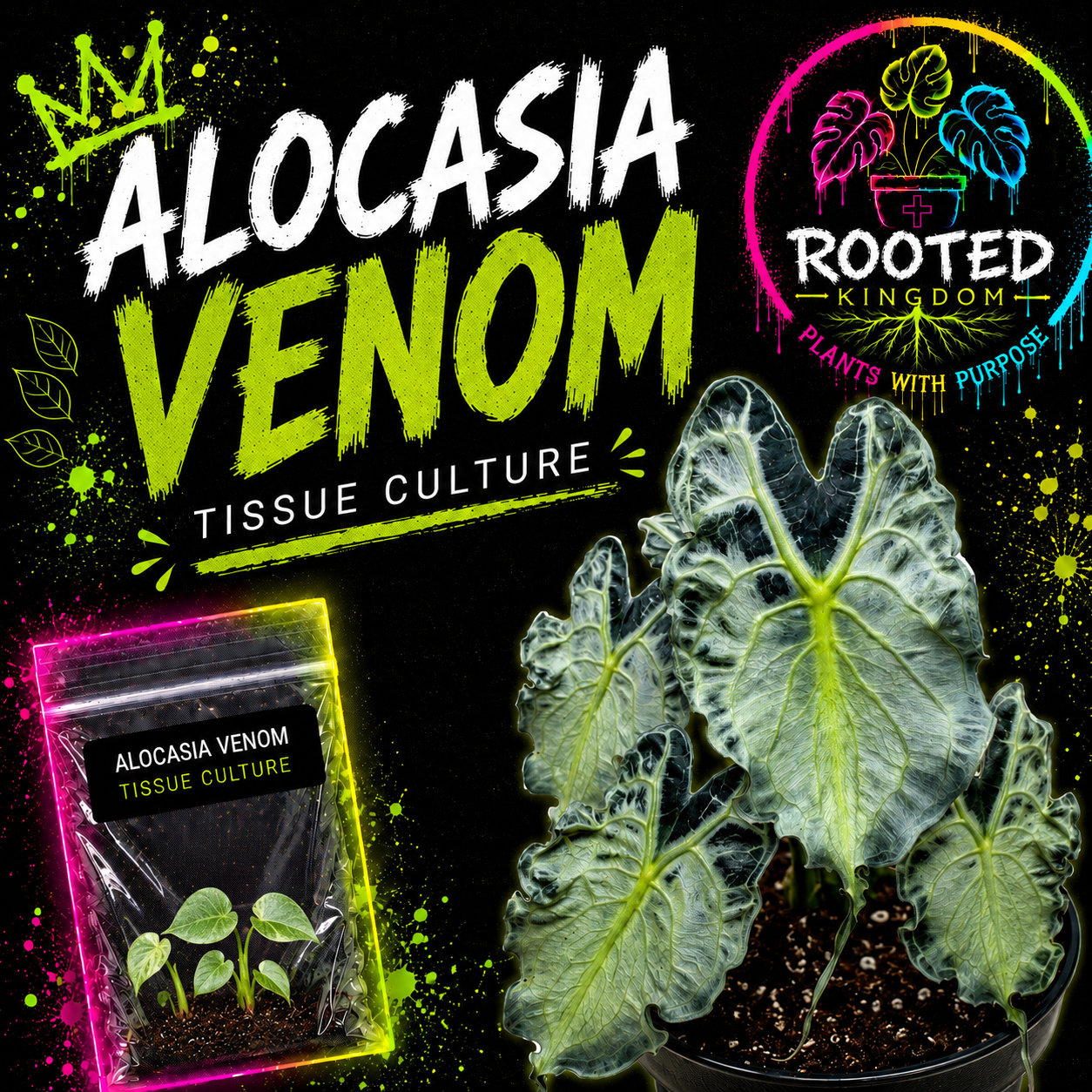 RARE ALOCASIA VENOM TISSUE CULTURE PLANT. BRIGHT GREEN VEINING WITH DIFFERENT SHADES OF GREEN THROUGHOUT. ROOTED KINGDOM. PLANTS WITH PURPOSE. PLANT IN BAG WITH AGAR.