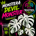 DEVIL MONSTER MONSTERA TISSUE CULTURE
