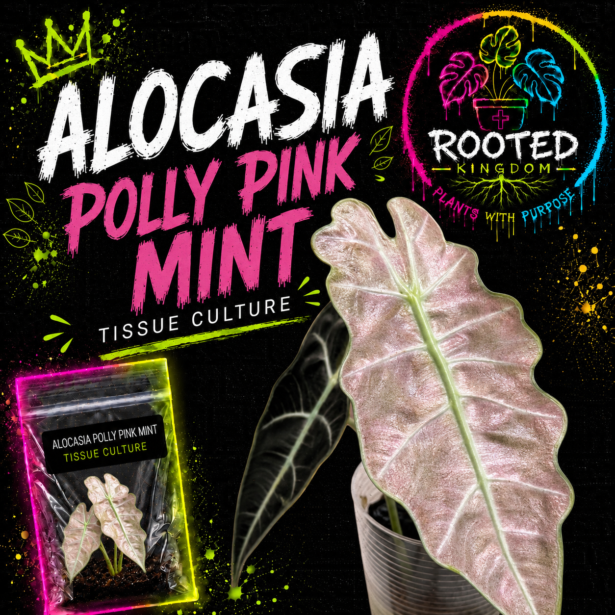 ALOCASIA POLLY PINK MINT TISSUE CULTURE
