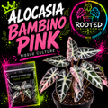 ALOCASIA BAMBINO PINK TISSUE CULTURE
