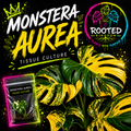 RARE VARIEGATED MONSTERA AUREA TISSUE CULTURE PLANT. FREEN AND YELLOW BOLD VARIEGATION. TISSUE CULTURE PLANT IN BAG WITH AGAR. ROOTED KINGDOM. PLANTS WITH PURPOSE.