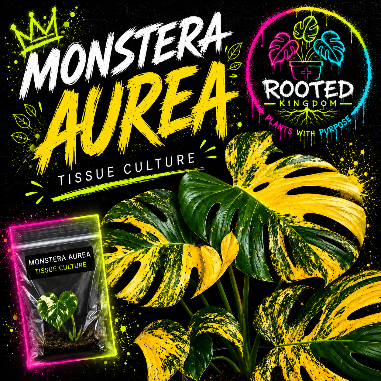 RARE VARIEGATED MONSTERA AUREA TISSUE CULTURE PLANT. FREEN AND YELLOW BOLD VARIEGATION. TISSUE CULTURE PLANT IN BAG WITH AGAR. ROOTED KINGDOM. PLANTS WITH PURPOSE.