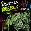 Rare Variegated Monstera Bulbasaur Tissue Culture. Green on Minty Green Variegation on Monstera with Fenestrations. Plant in Bag. Rooted Kingdom. Plants with Purpose.