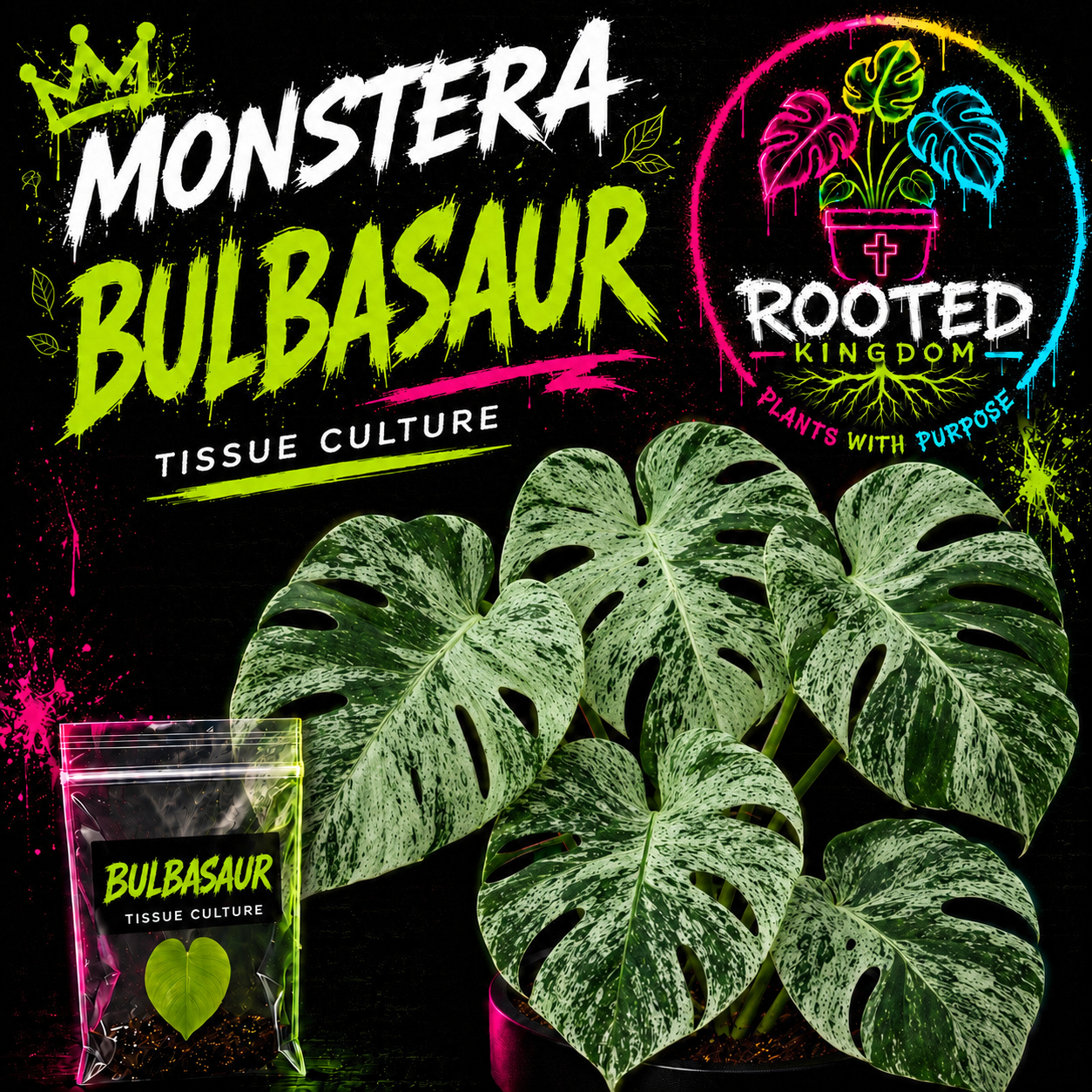 Rare Variegated Monstera Bulbasaur Tissue Culture. Green on Minty Green Variegation on Monstera with Fenestrations. Plant in Bag. Rooted Kingdom. Plants with Purpose.