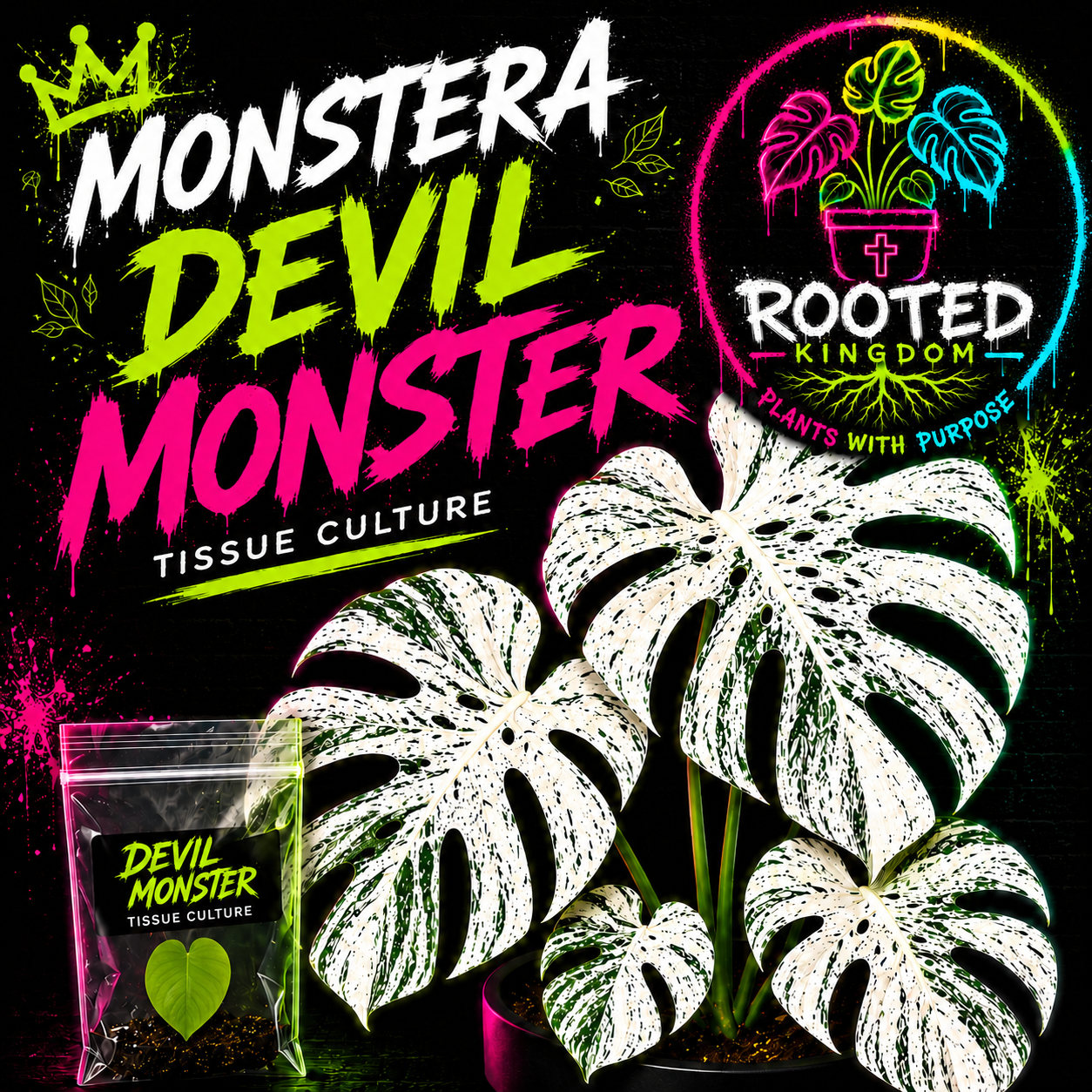 Promotional graphic for 'Monstera Devil Monster' tissue culture plants by Rooted Kingdom. The image features several healthy, vibrant monstera plants with distinctive white and green variegated leaves, alongside a small clear plastic pouch of plants in bag with agar  in the bottom left corner. Plants with Purpose.