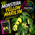 Rare Variegated Monstera Yellow Marilyn Tissue Culture Plant. Stunning Green and Yellow Aurea like Variegation at Rooted Kingdom