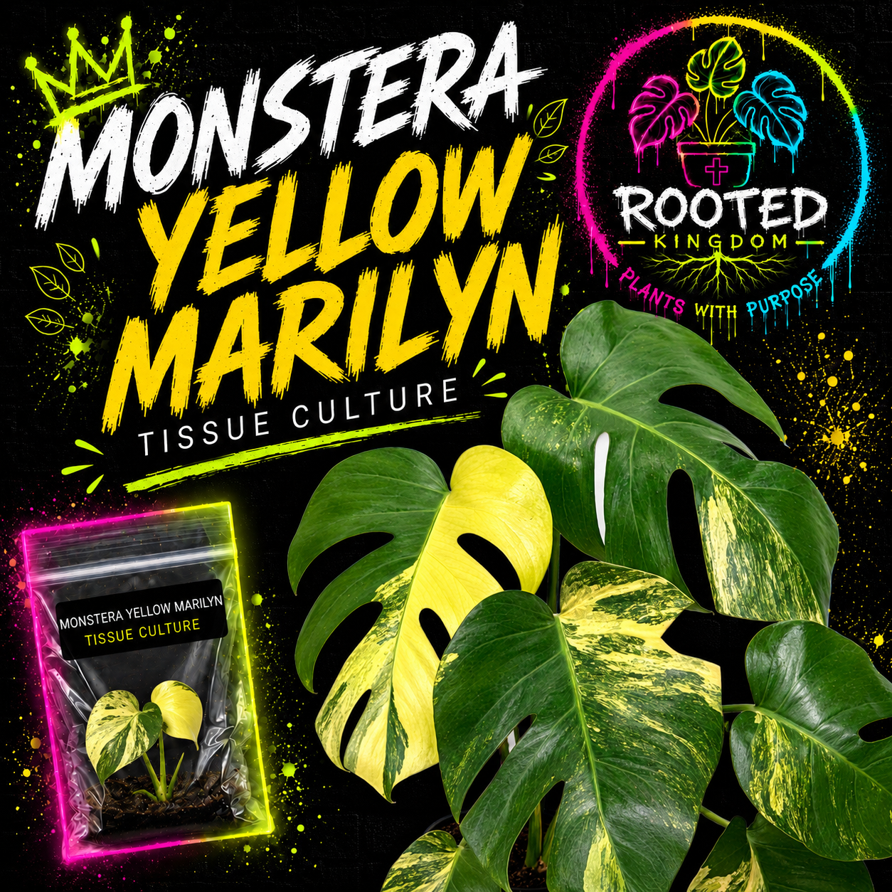 Rare Variegated Monstera Yellow Marilyn Tissue Culture Plant. Stunning Green and Yellow Aurea like Variegation at Rooted Kingdom