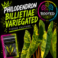 Rare Philodendron Billietiae Variegated Tissue Culture. Green, Yellow, Cream Variegation w/ Orange Petioles from Rooted Kingdom. Plants With Purpose.