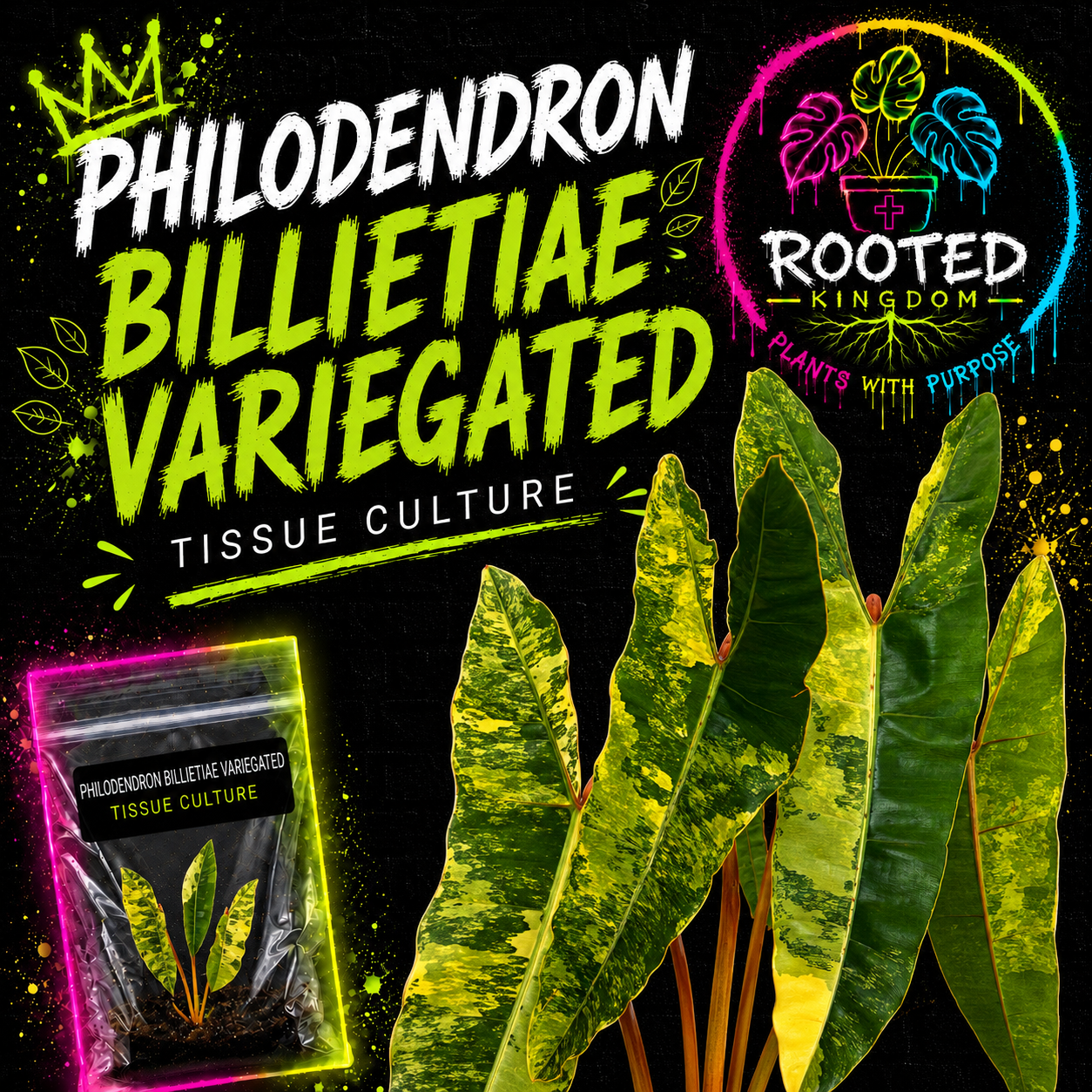 Rare Philodendron Billietiae Variegated Tissue Culture. Green, Yellow, Cream Variegation w/ Orange Petioles from Rooted Kingdom. Plants With Purpose.