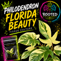 RARE VARIEGATED PHILODENDRON FLORIDA BEAUTY TISSUE CULTURE PLANT. CREAMY VARIEGATION WITH GREEN UNIQUE SHAPED LEAVES. TISSUE CULTURE PLANT IN BAG WITH AGAR. ROOTED KINGDOM. PLANTS WITH PURPOSE.