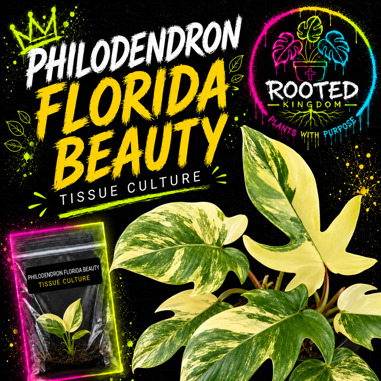 RARE VARIEGATED PHILODENDRON FLORIDA BEAUTY TISSUE CULTURE PLANT. CREAMY VARIEGATION WITH GREEN UNIQUE SHAPED LEAVES. TISSUE CULTURE PLANT IN BAG WITH AGAR. ROOTED KINGDOM. PLANTS WITH PURPOSE.