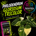 RARE VARIEGATED PHILODENDRON GLORIOSUM TRICOLOR TISSUE CULTURE. PLANT IN BAG WITH AGAR. ROOTED KINGDOM. PLANTS WITH PURPOSE.