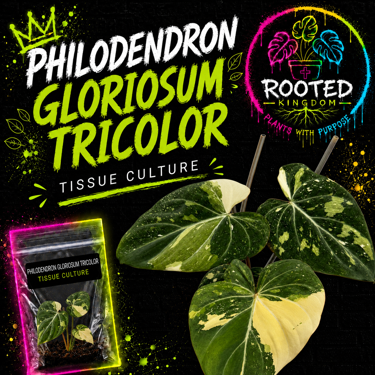 RARE VARIEGATED PHILODENDRON GLORIOSUM TRICOLOR TISSUE CULTURE. PLANT IN BAG WITH AGAR. ROOTED KINGDOM. PLANTS WITH PURPOSE.